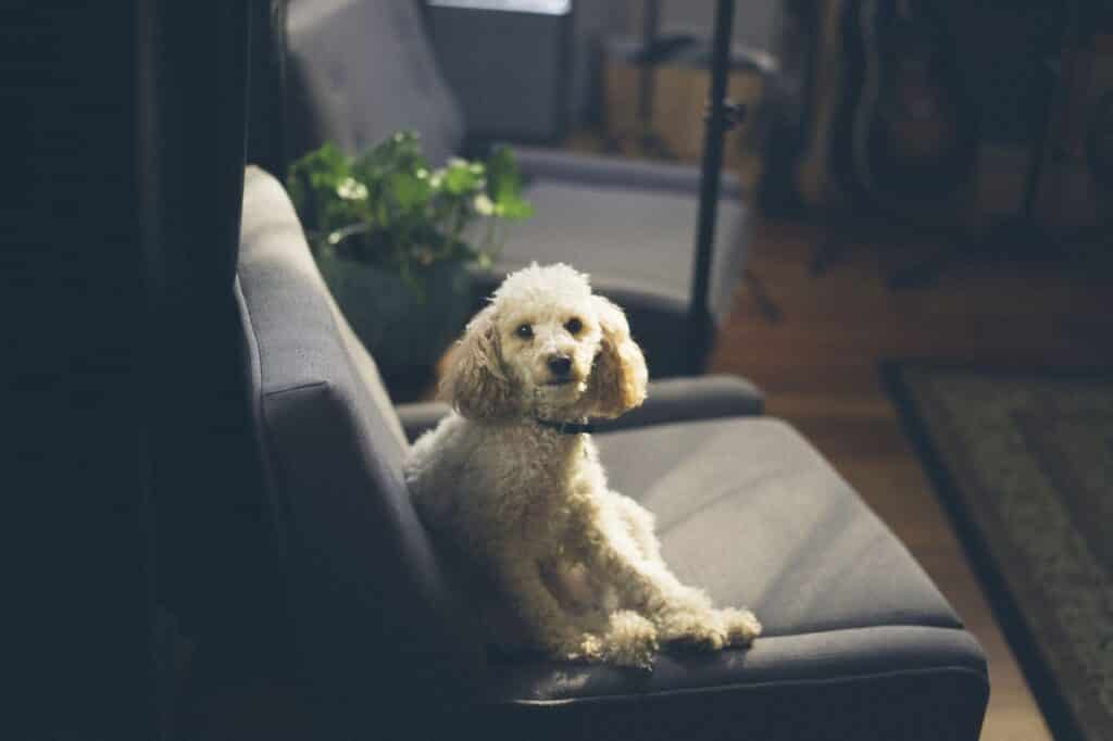 Como limpiar un sillón con orina de perro o gato